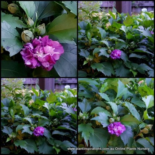 Hibiscus Double Plum x 1 Plant Purple Rose of Sharon Deciduous Shrubs Ruffles Flowering syriacus plants Althea Cottage Garden